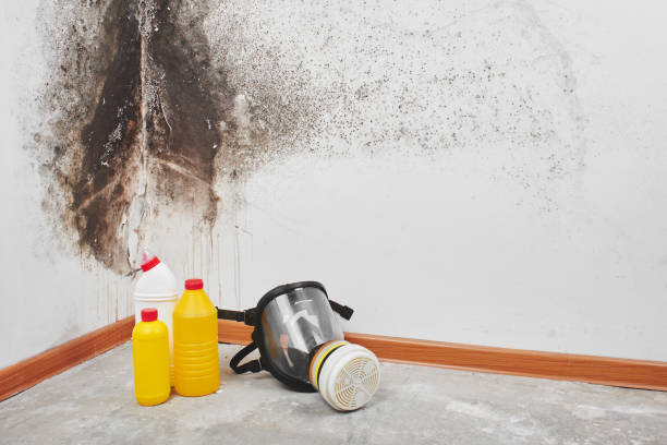Best Mold Remediation  in Ellettsville, IN