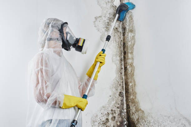 Best Residential Mold Removal  in Ellettsville, IN