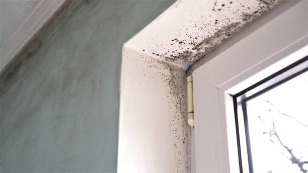 Home Mold Removal in Ellettsville, IN