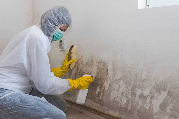 Crawl Space Mold Removal in Ellettsville, IN