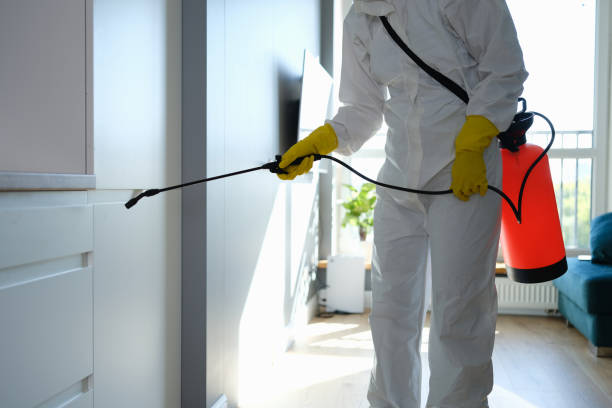 Best Attic Mold Removal  in Ellettsville, IN