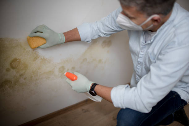 Best Mold Removal Company Near Me  in Ellettsville, IN