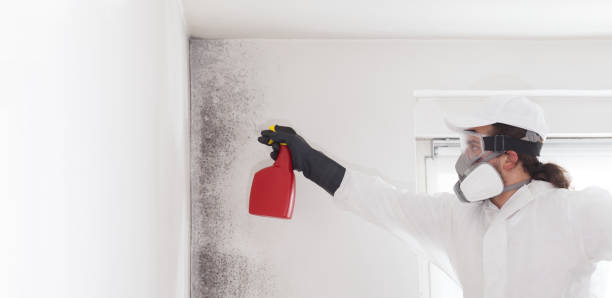 Best Mold Cleaning Services  in Ellettsville, IN