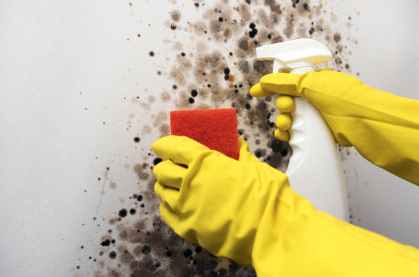 Best Professional Mold Removal  in Ellettsville, IN