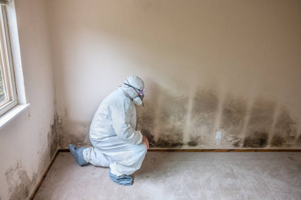 Best Black Mold Removal  in Ellettsville, IN