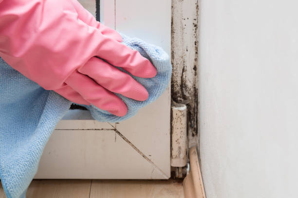 Best Emergency Mold Removal  in Ellettsville, IN